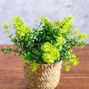 Carraig Donn HOME Fern Plant In Basket* Homeware