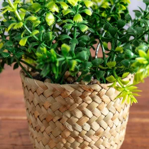 Carraig Donn HOME Fern Plant In Basket* Homeware