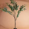 Carraig Donn HOME Olive Tree* Homeware