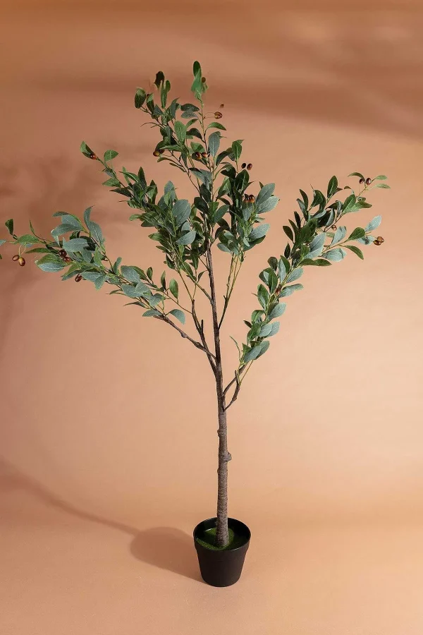 Carraig Donn HOME Olive Tree* Homeware