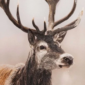 Carraig Donn HOME Stag Canvas Wall Art* Homeware
